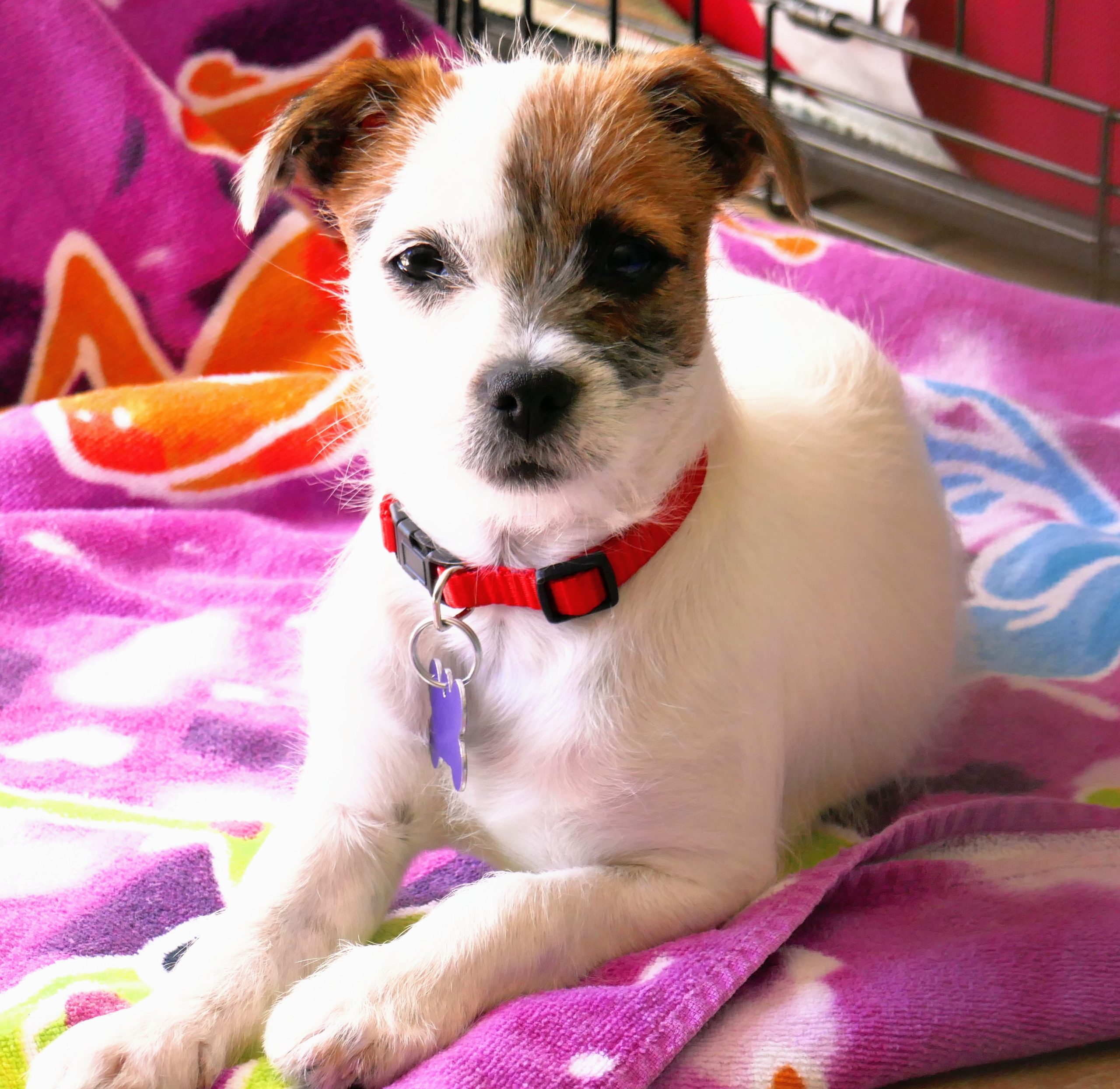 a jack russell terrier puppy sitting on a pink towel and looking sedately at the camera