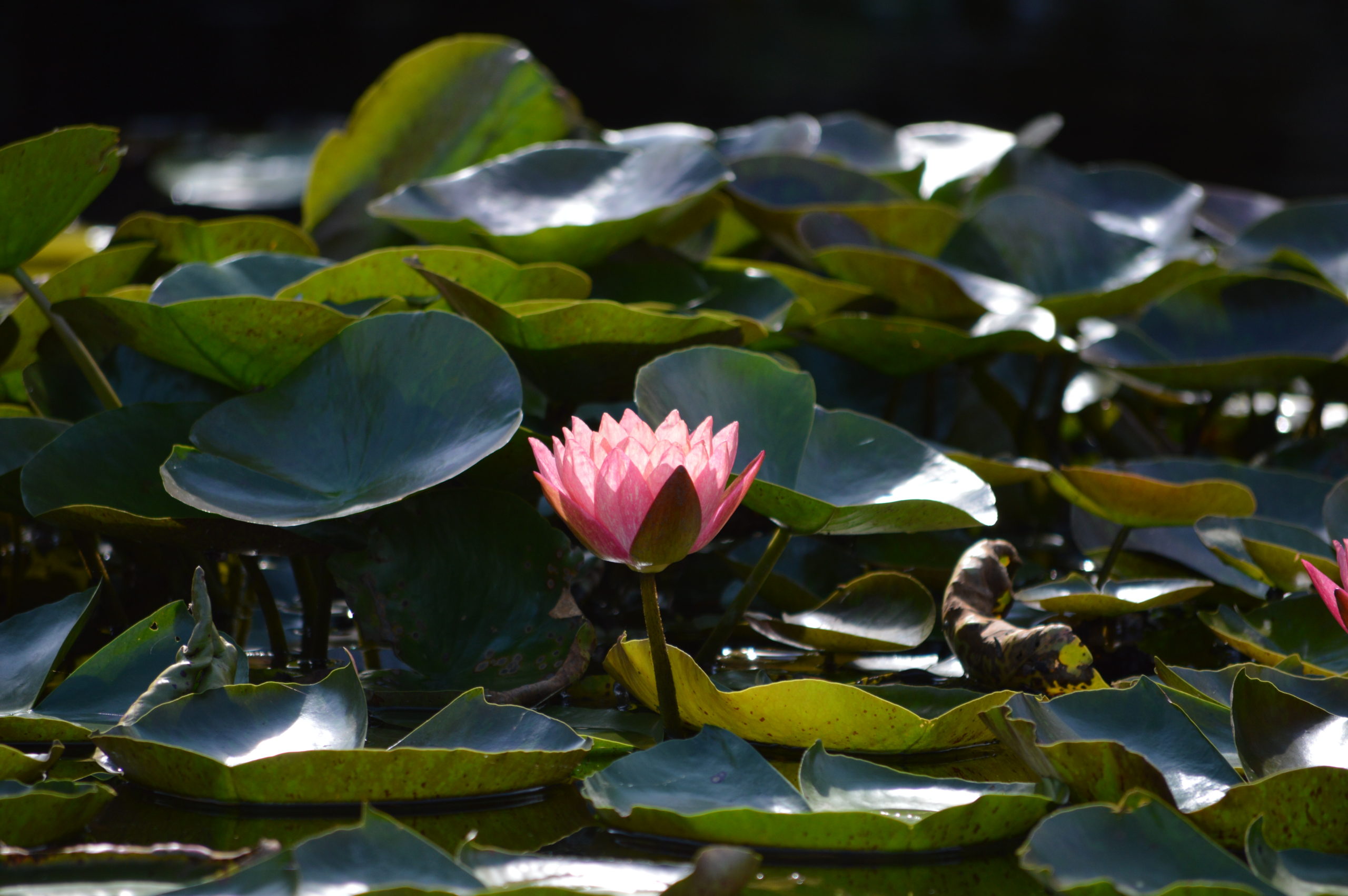 a pink lotus among dark green leaves in a pond