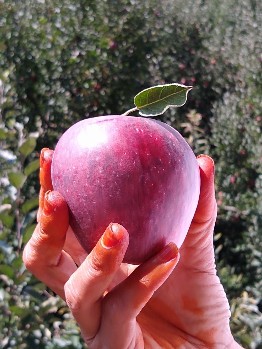 Just+plucked+Red+Apple+close+up+in+Lakshmi's+hand