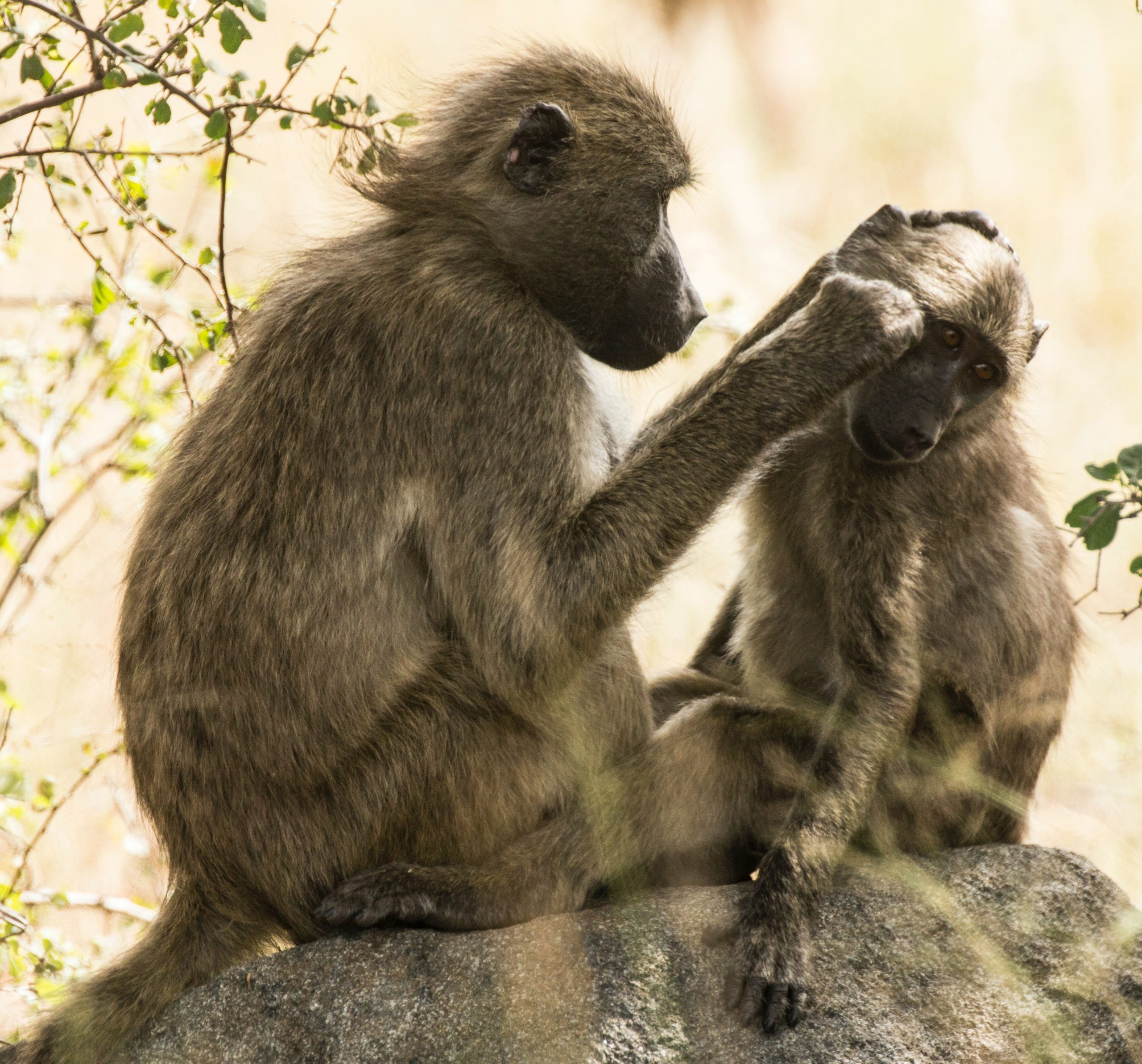 Helping and caring for each other